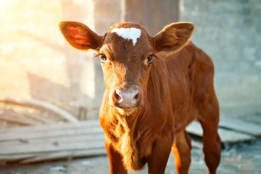 Importance of Early Puberty Onset in Beef Cattle